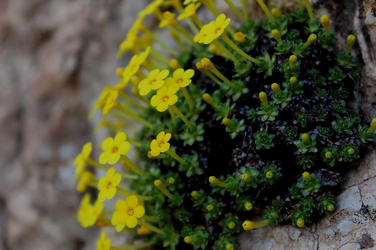 Dionysia odora Fenzl